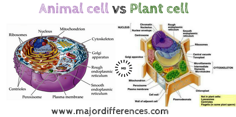 A Biology Lesson Plan For Teachers - Learn About Plant And Animal Cells —  Steemit
