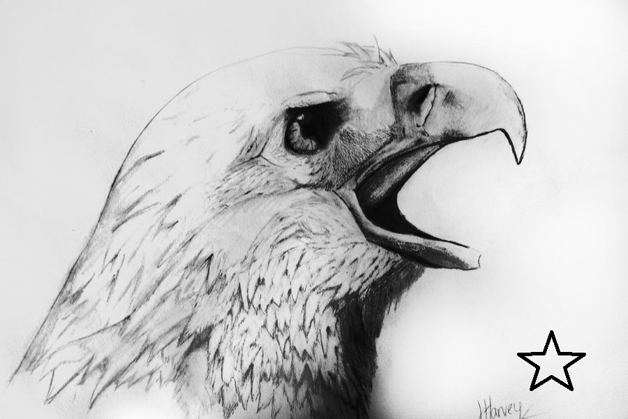 bald_eagle_pencil_drawing_by_theconclusion-d3es0t3.jpg