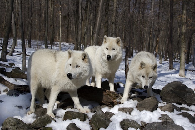 Arctic-Wolf_group_624.jpg