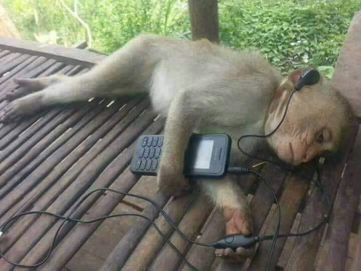 THE MONKEY MAKES IT MORE FUNNY Me listening to my sad music and  overthinking - iFunny