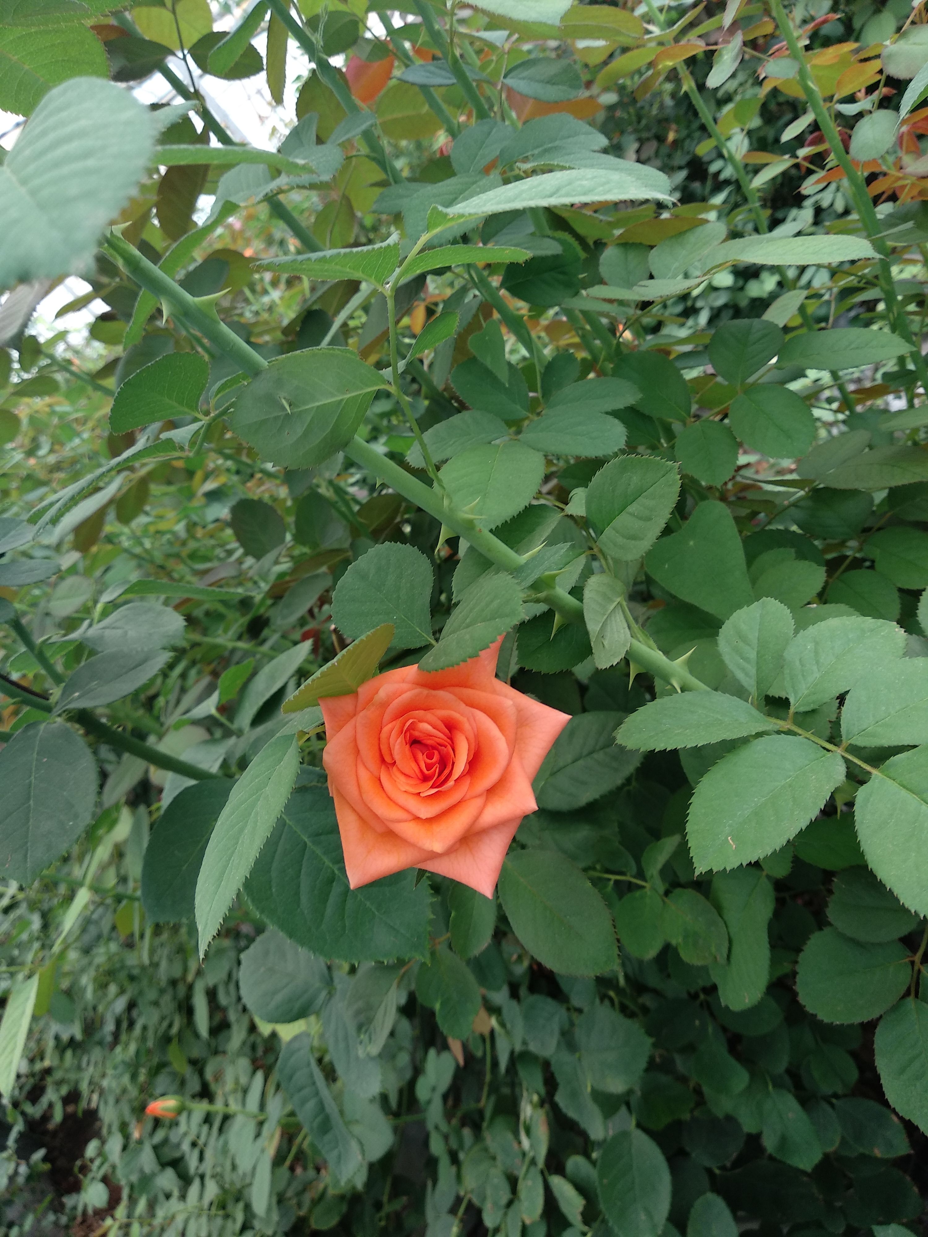 Orange Rose - Photo Credits: Chetan Naik