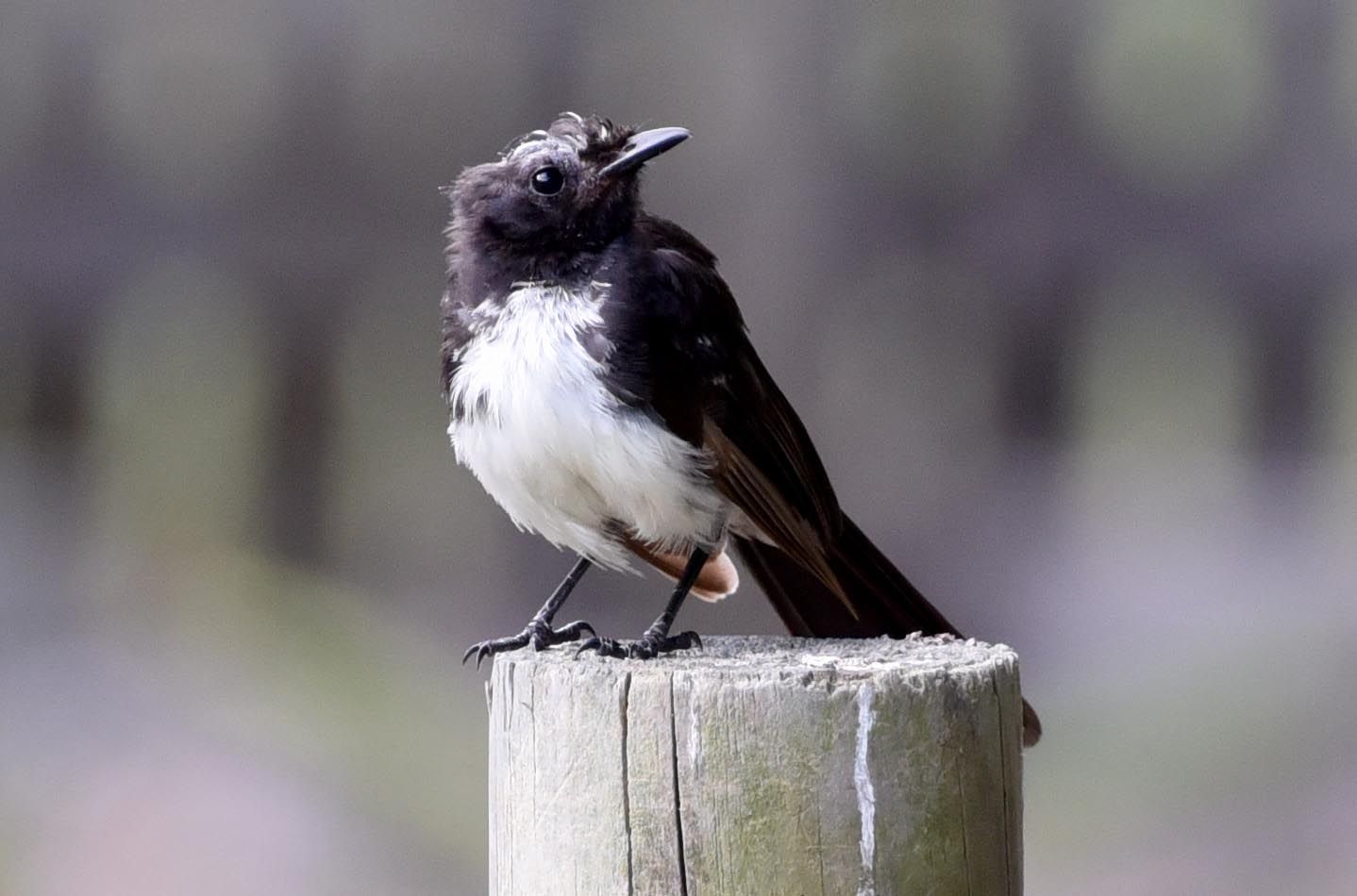 willy wagtail.jpg
