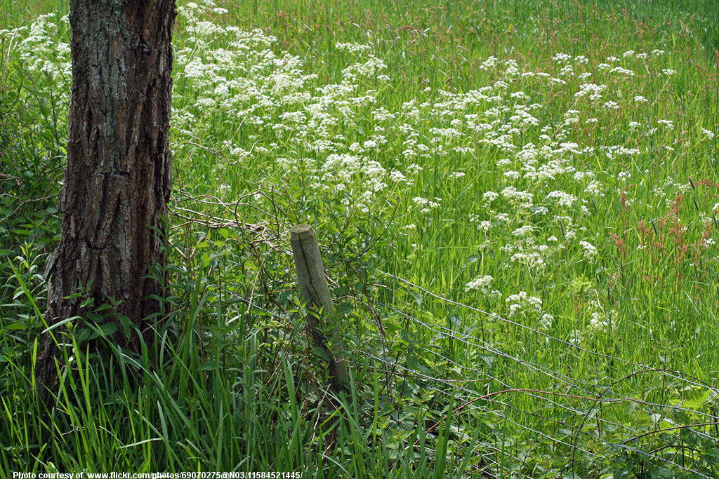 WhiteWildflowersAlongWireFence-030217.jpg