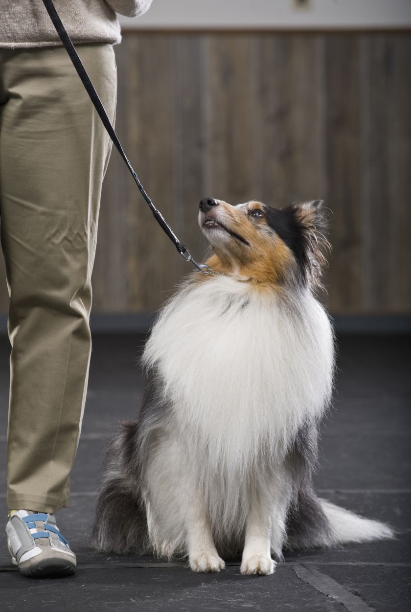 sheltie-looseleash-AppleTreeHouse-getty-56a269153df78cf77275464d.jpg