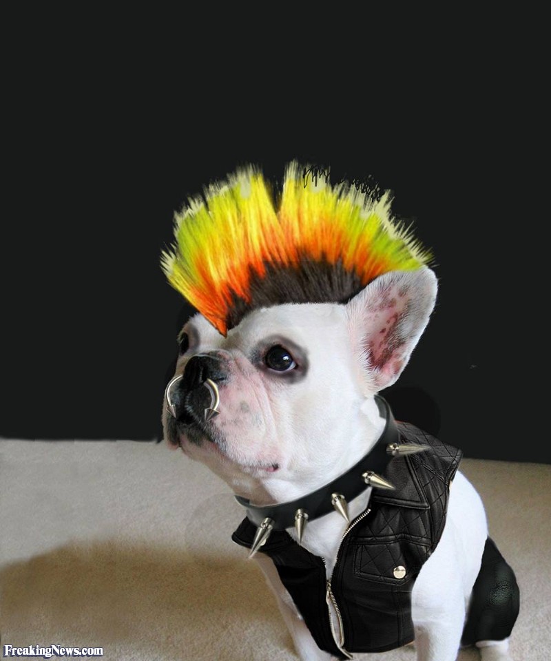 Punk-Pugdog.jpg