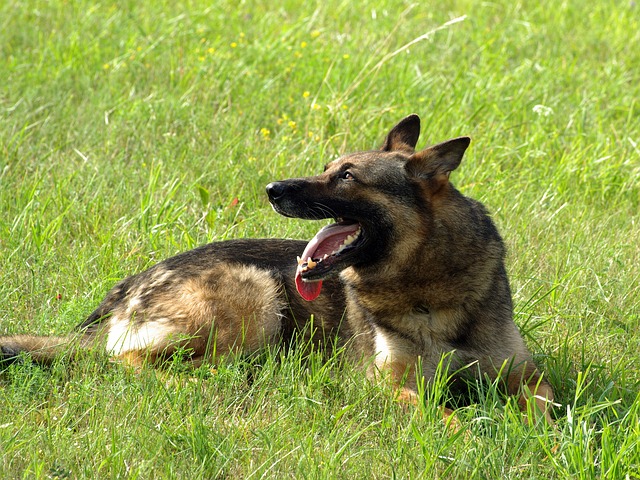 german-shepherd-746107_640.jpg