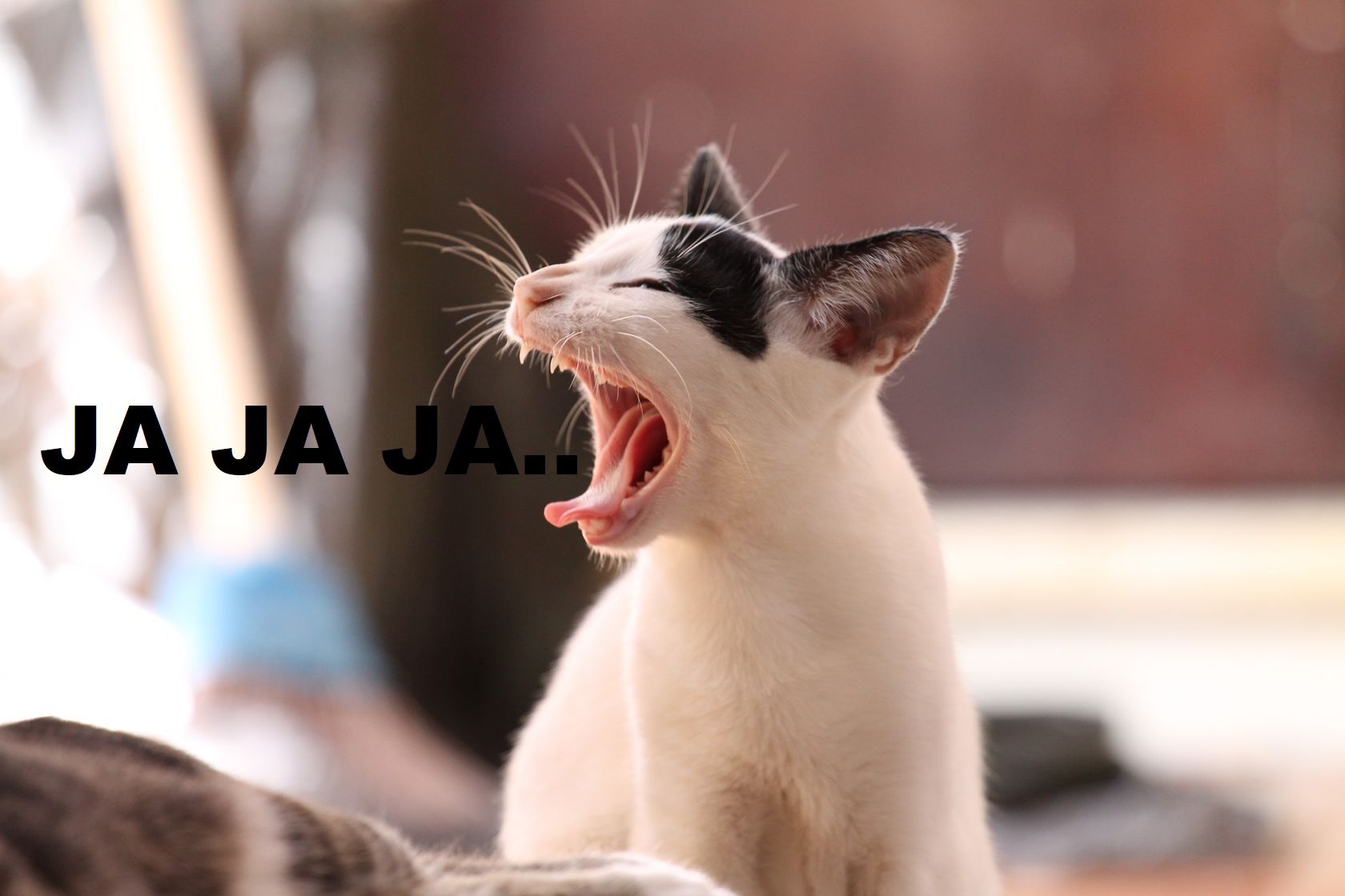 gato.jpg