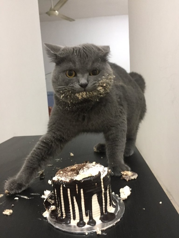 7s7wt-cat-ruined-the-cake.jpg