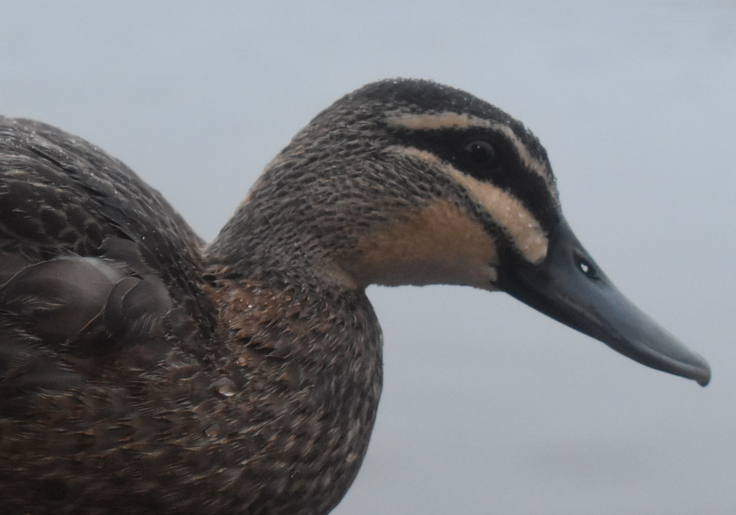 DSC_0035.jpg