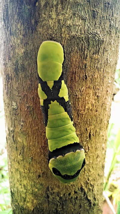 ferncy_caterpillar.jpg