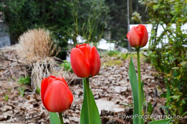 Red-Tulips-FlowerPatchFarmhouse.com-3-of-6-700x464.jpg