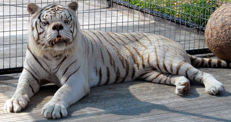 Meet And Honor The Memory Of Kenny The White Tiger With Down Syndrome Conoce Y Honra La Memoria De Kenny El Tigre Blanco Con Sindrome De Down Steemit