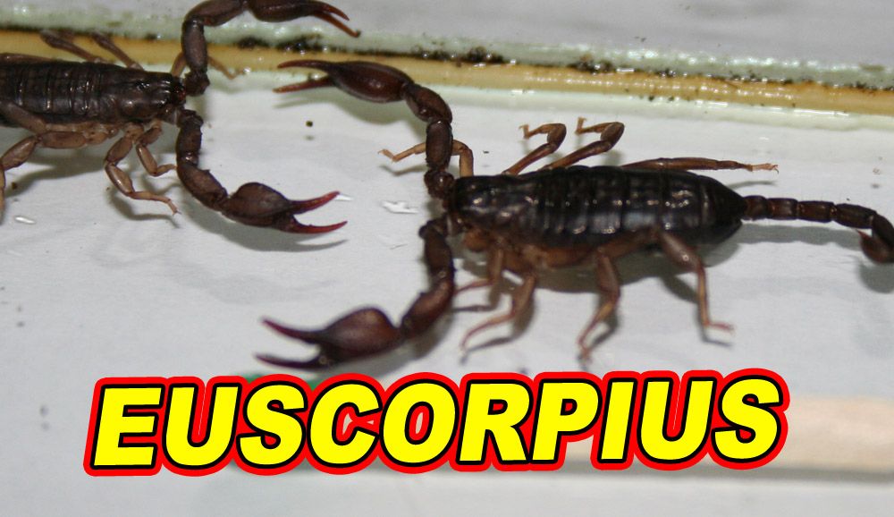 Euscorpius carpathicus.jpg