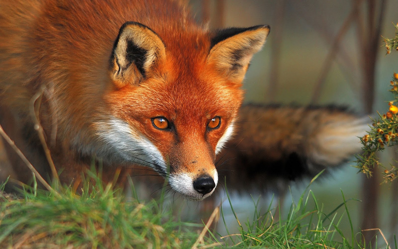 Why Foxes Are Known For Being Smart And Tricky — Steemit