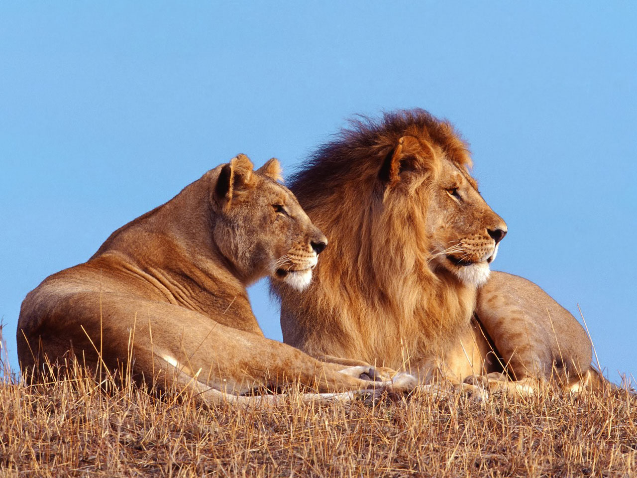 Por qué los leones tienen melena? — Steemit