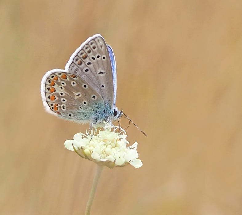 butterfly-common-blue-restharrow-polyommatus-icarus-158536.jpeg