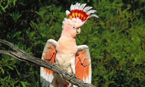 30-weird-parrot.jpg