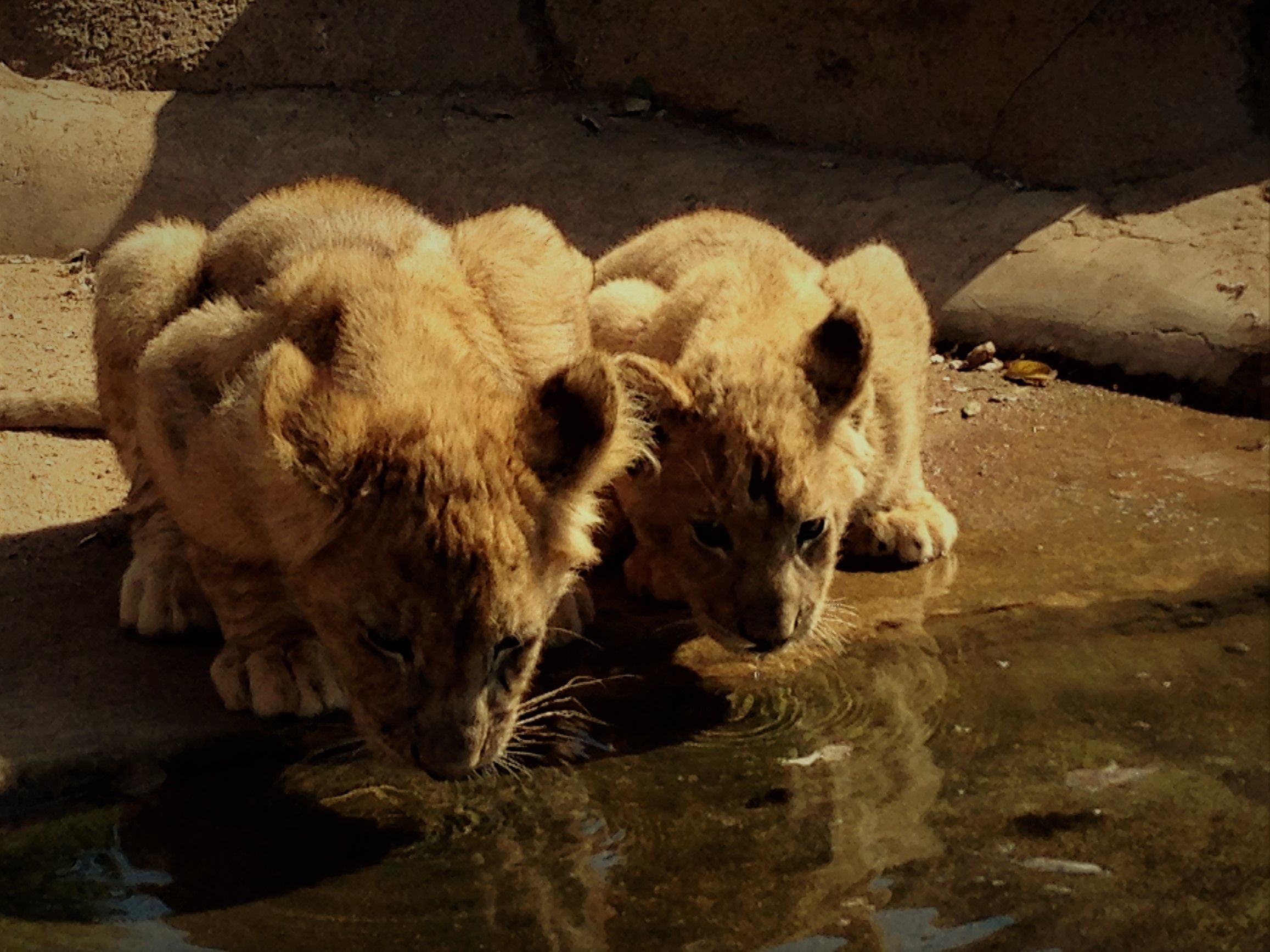 lion cubs1-IMG_2239.jpg