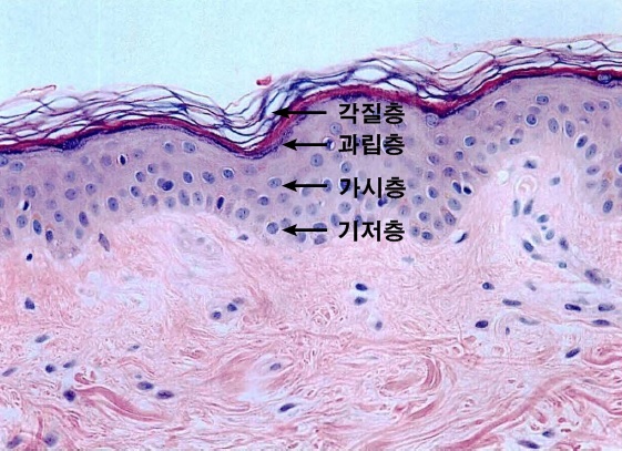 피부구조_표피.jpg