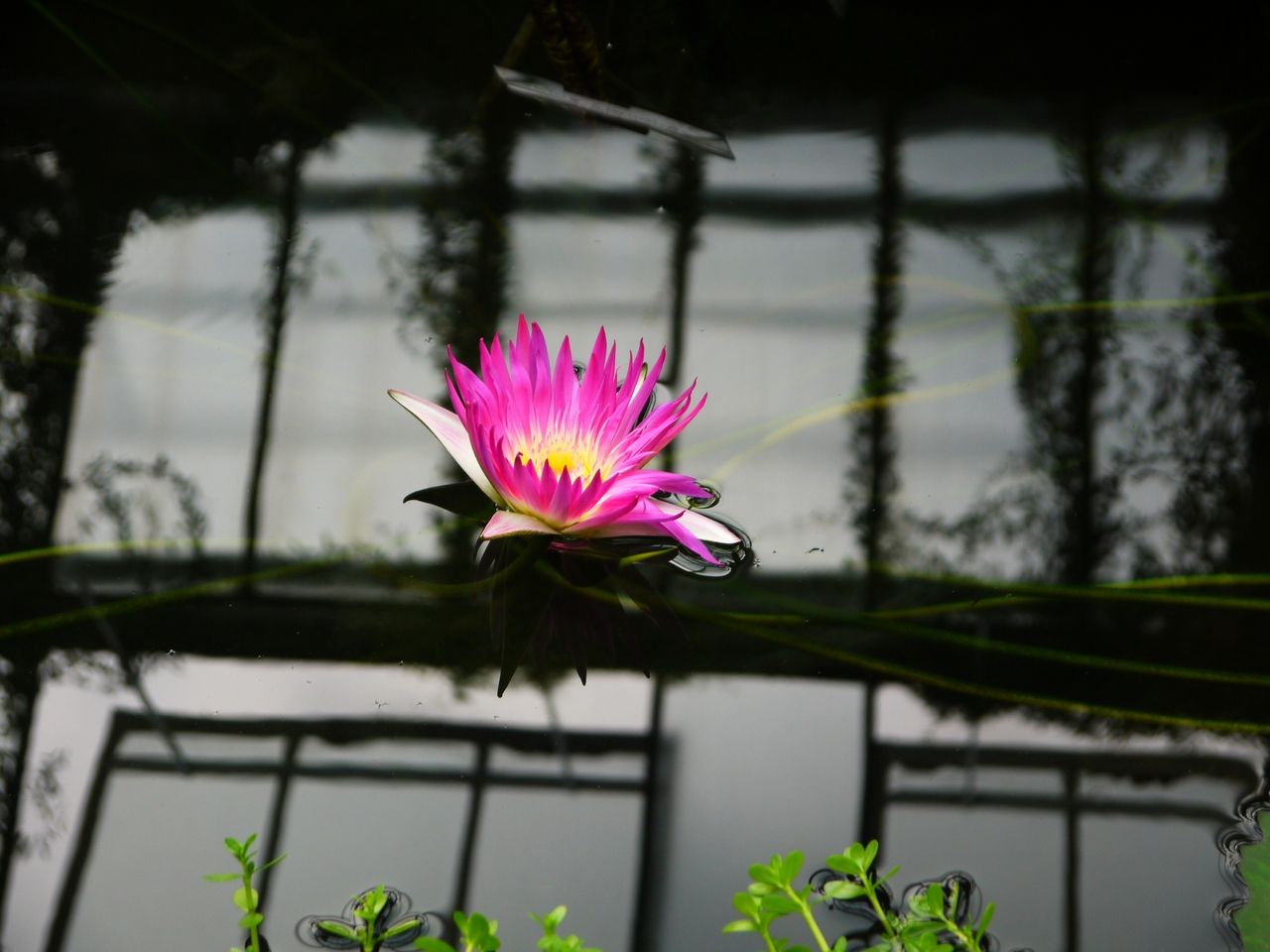 29474235453 - flowering waterlily at princess of wales glass.jpg