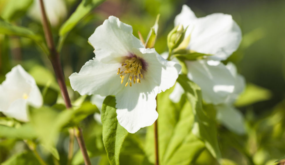 gallery-1455959662-philadelphumock-orange.jpg