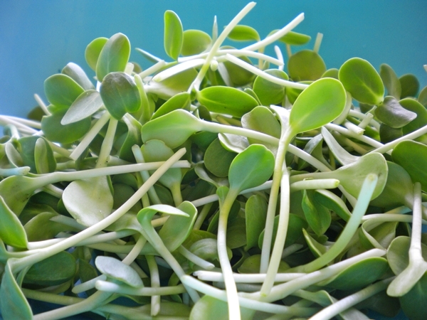 sunflower-microgreens.jpg