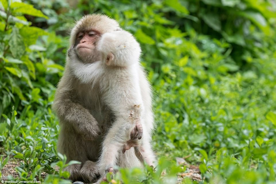 White Monkey Cuddle up to his mother.jpg