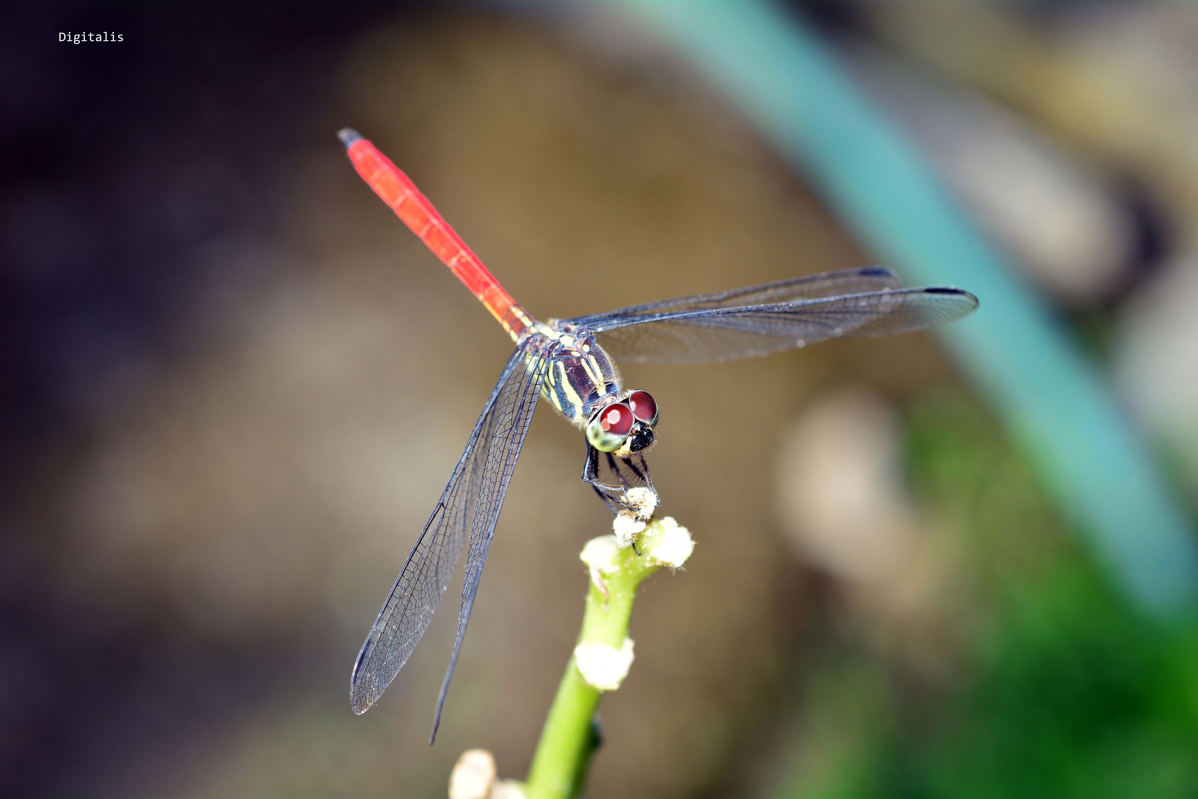 DSC_8816.JPG