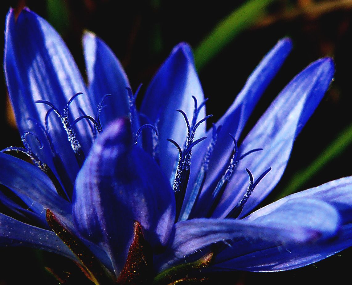 chicory macro edit.jpg