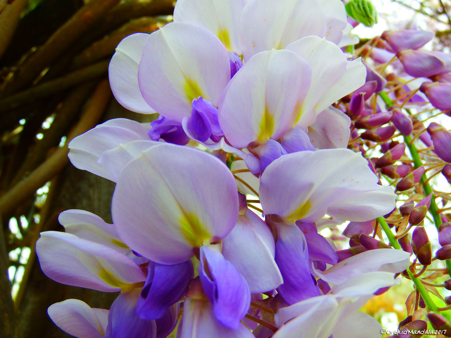 Wisteria-130.jpg