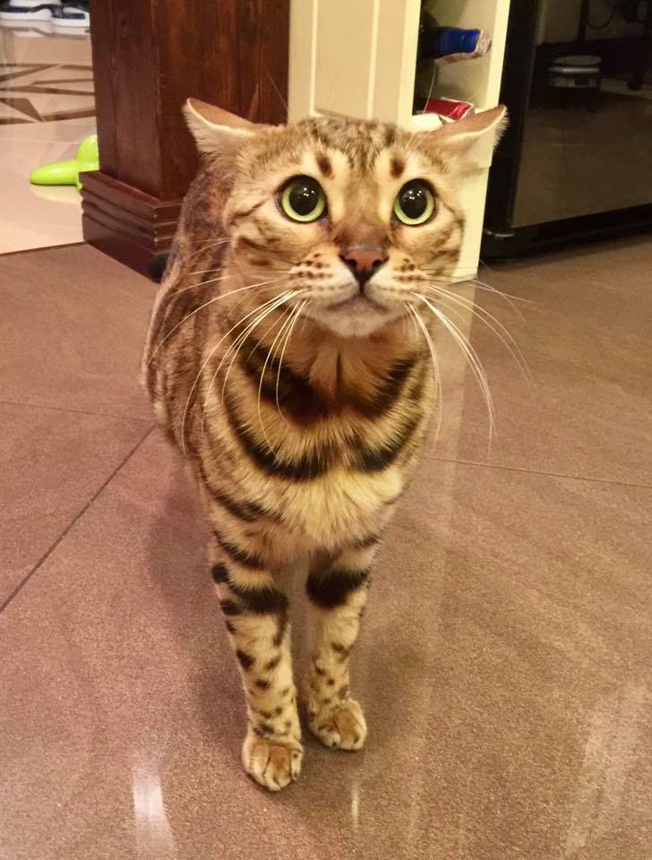 tessa.jpg