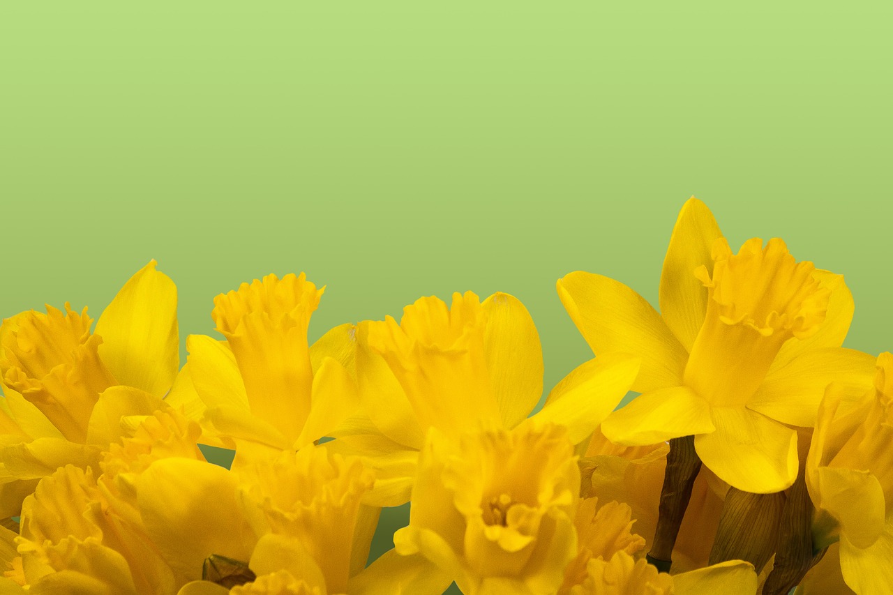 daffodil-1160904_1280.jpg