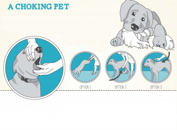 perro1-1-696x512.jpg