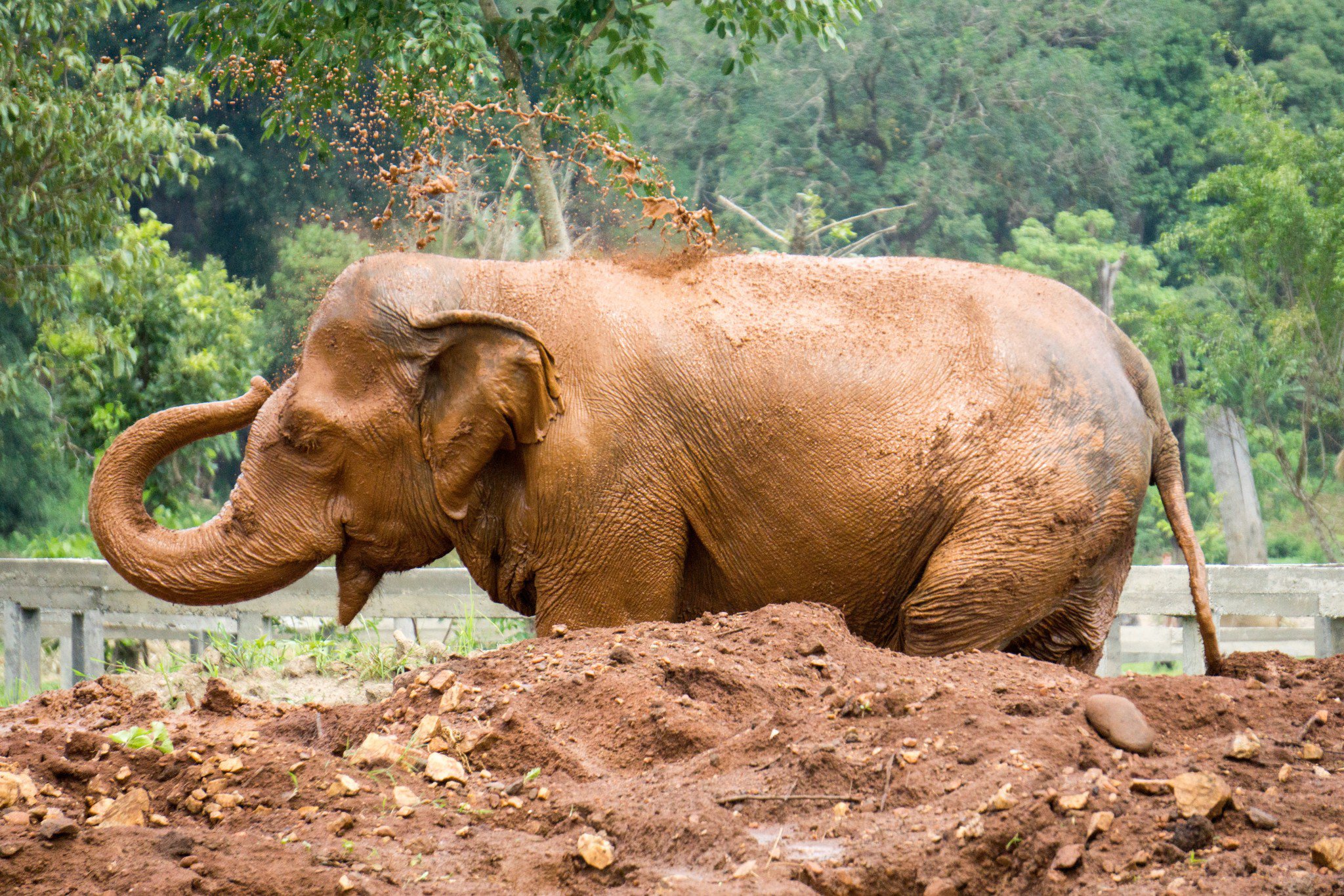 Gajah- Saree.jpg
