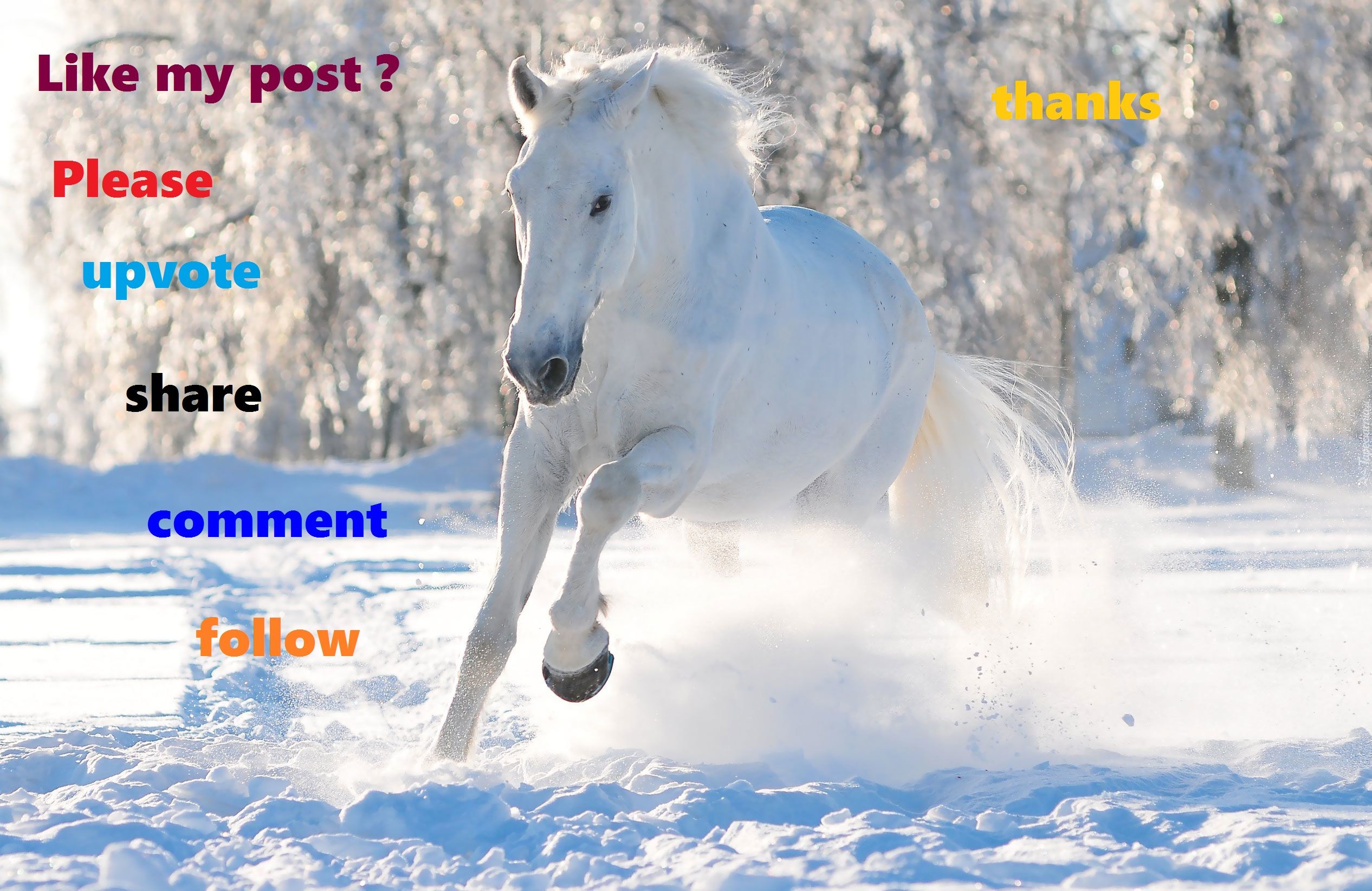 Лошадь красивые слова. Доброе утро лошадки красивые зимние. Доброе утро зима лошади. Доброе зимнее утро с лошадьми. Доброе утро лошади зимой.