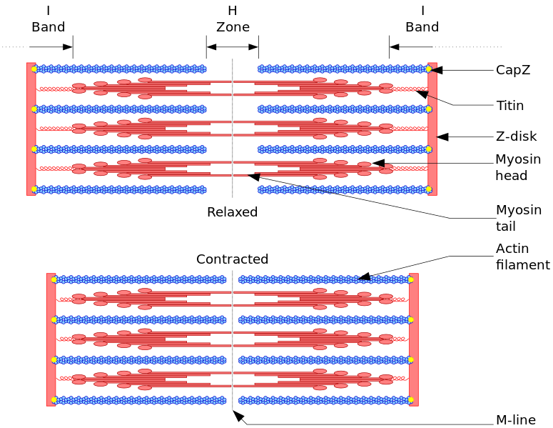 Sarcomere.svg.png