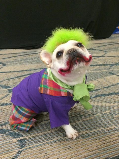 Crazy-Looking-Joker-Pugdog.jpg