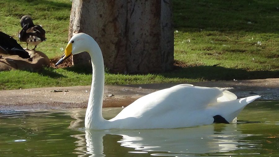 Swan 001.jpg