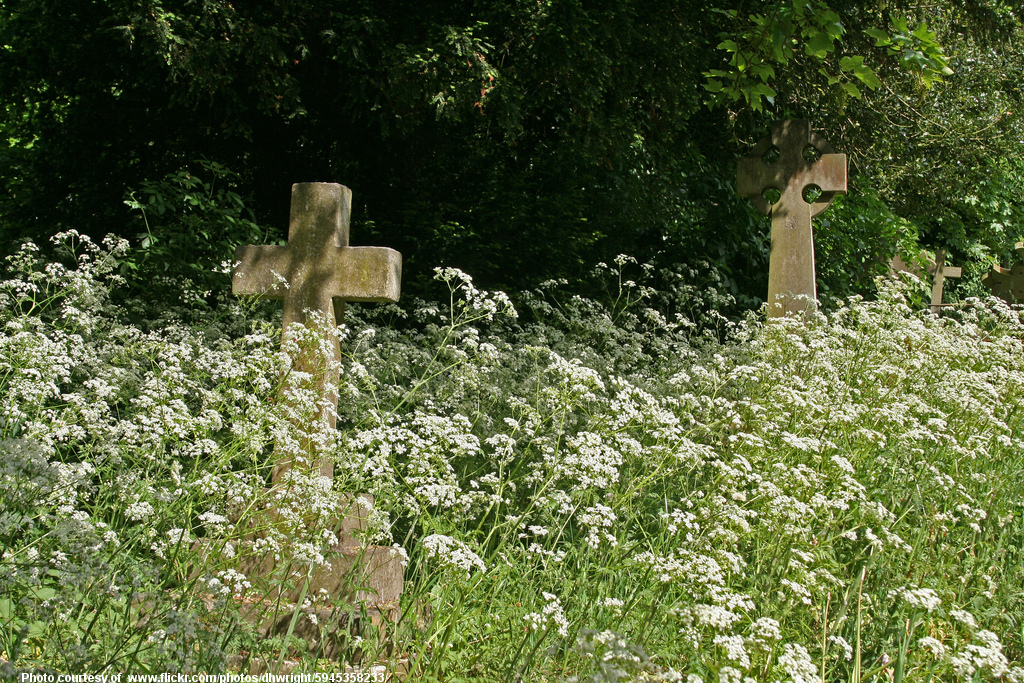 WildflowersAndGraveMarkers-100617.jpg