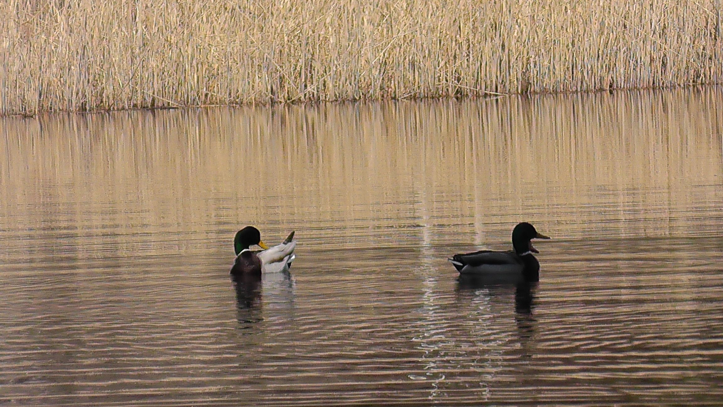 Zwei Enten auf dem Vogelwoog See.JPG