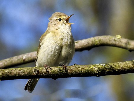 chiffchaff-2392212__340.jpg