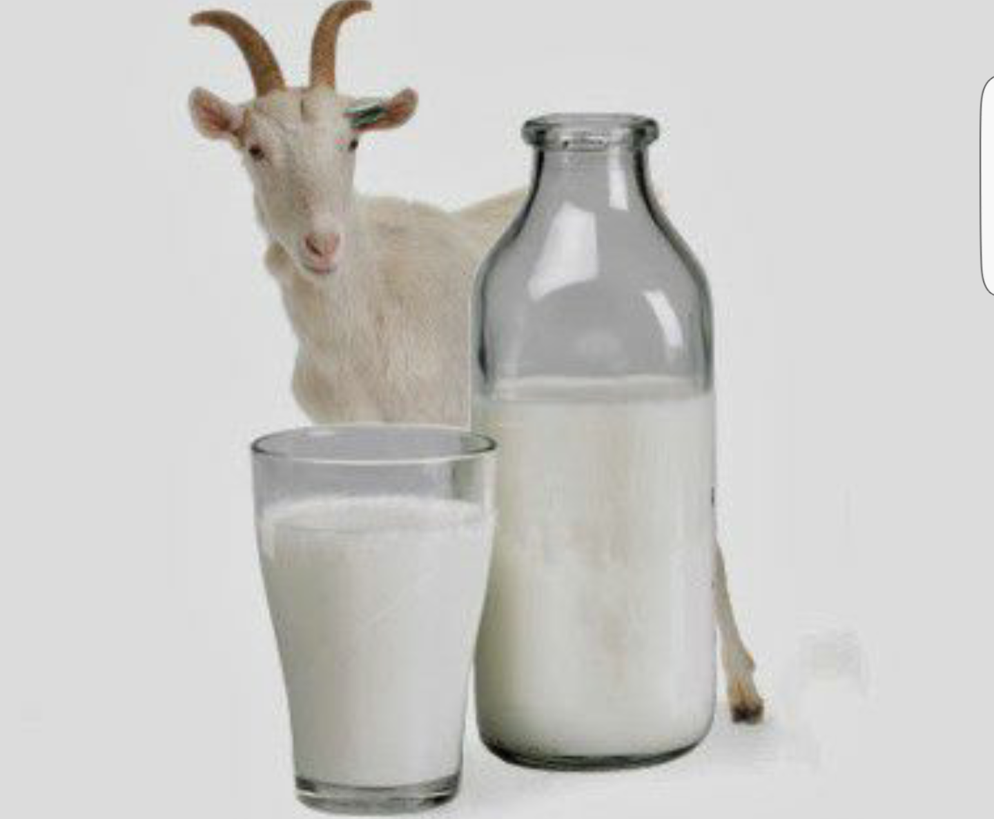 Why Goat S Milk Is Better Steemit Why Goat S Milk Is Better Steemit