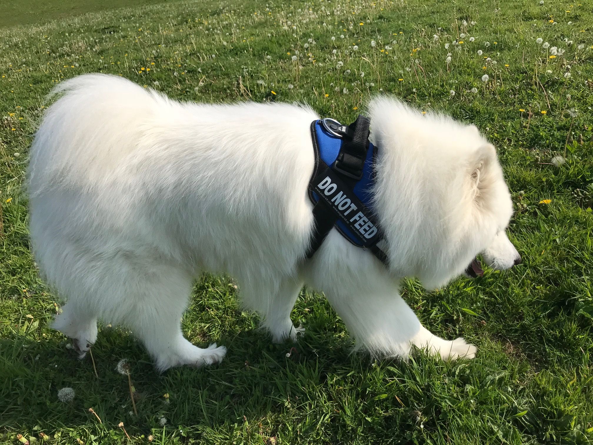 Personalised julius k9 patches Clearance