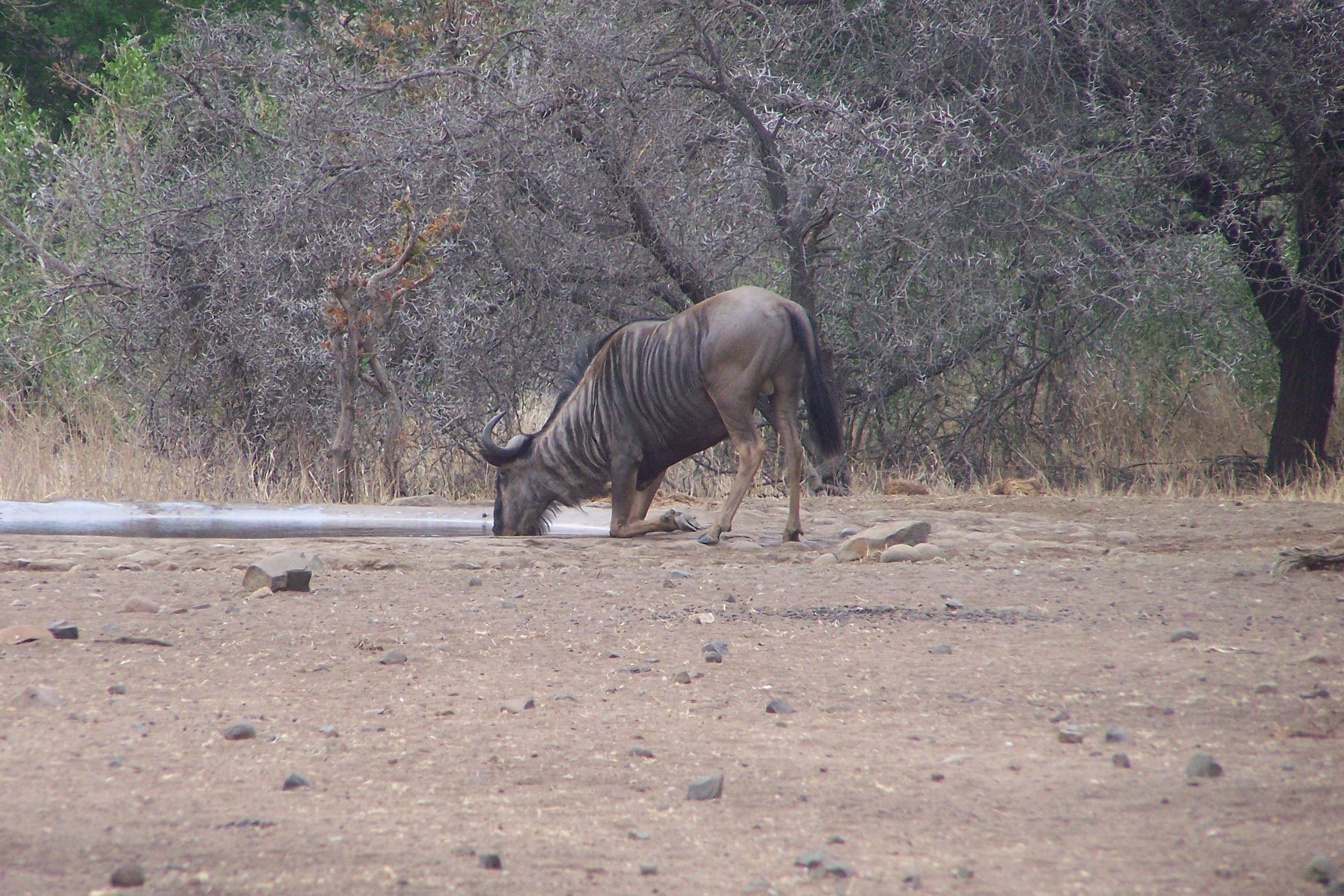 KNP Satara-Lower Sabi 2009 059.JPG