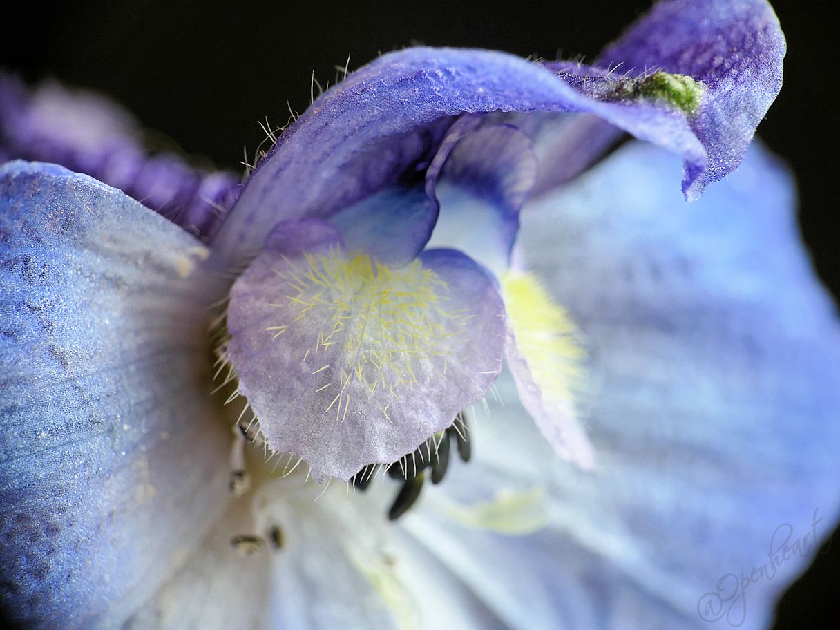 fridayblue9.jpg