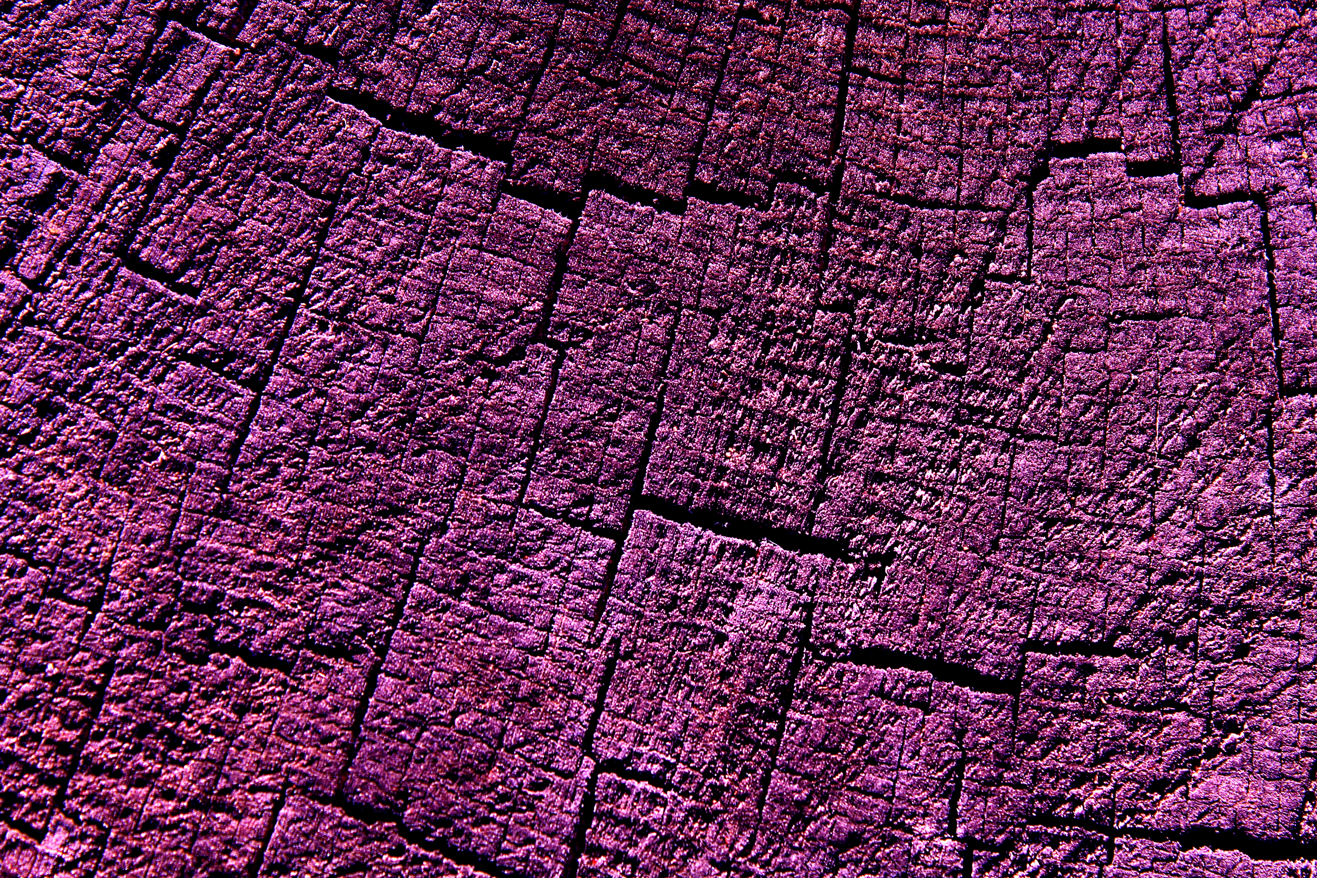 purple stump.jpg