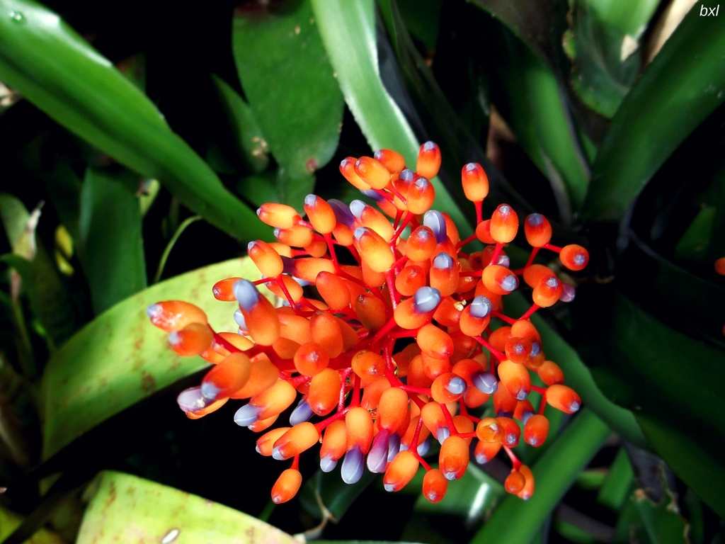 denver botanic garden colorado flower color challenge orange bxlphabet.jpg