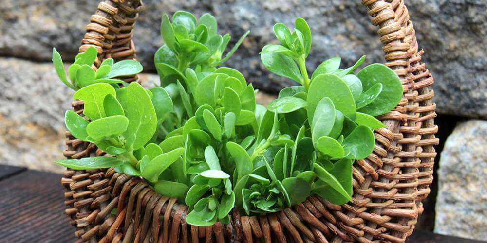 purslane.jpg