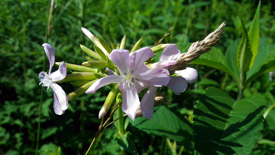 flower3.jpg