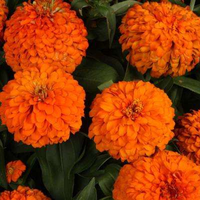 orange-flowers-pictures-orange-annuals-garden-plants-flowers-the-home-depot-photo.jpg